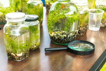 Plant with ecology conceptual.