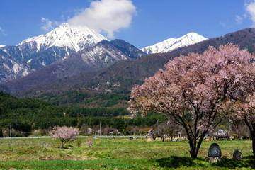 常念道祖神の桜