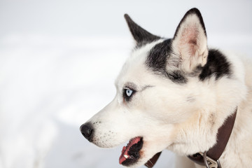 cute husky portrait with blue eyes in the snow