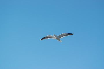 Fototapeta na wymiar Photo of seagull flying, with open wings and the sky in the background