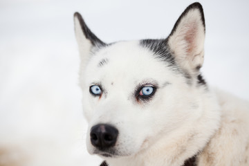 cute husky portrait with blue eyes in the snow