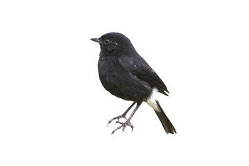 Pied Bushchat isolated on white background