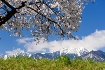 安曇野とサクラ