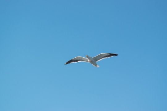 Photo of seagull flying, with open wings and the sky in the background