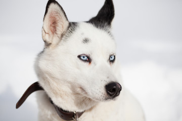 cute husky portrait with blue eyes in the snow