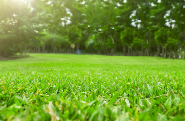 Fototapeta premium Zamyka w górę zielonej trawy pola z drzewnym plamy parka tłem, wiosną i lata pojęciem