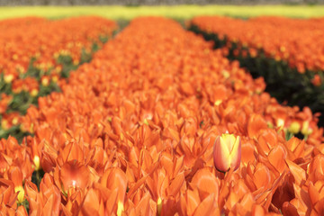 チューリップ 舟川べり