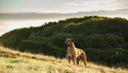 Rhodesian Ridgeback dog outdoor portrait standing on hill with fog