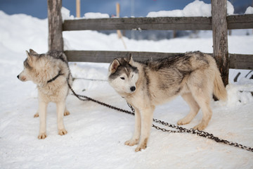 Naklejka premium cute husky portrait with blue eyes in the snow