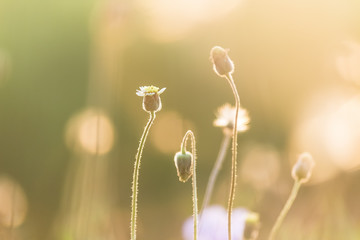 World environment day concept: Blurred grass flower autumn sunrise background