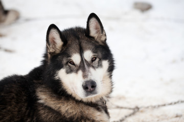 cute husky portrait with blue eyes in the snow