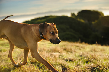 Rhodesian Ridgeback dog outdoor portrait walking through field
