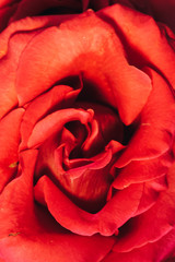close-up, rose petals
