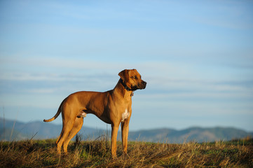 Rhodesian Ridgeback dog outdoor portrait in beautiful field overlooking other mountains