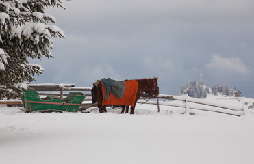Fototapeta na wymiar horse drawn sledge in winter in small Romanian village in the Carpathians