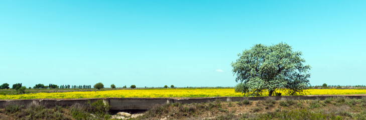 Obraz premium Farmer fields with mustard plantations