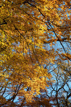 dorset, Autumn