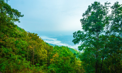Fototapeta na wymiar Mountain Mist, thailand