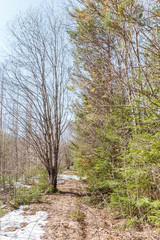 A trail through the spring forest