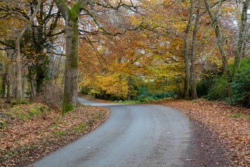 Obraz premium dorset, Autumn