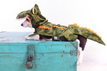 Cute corgi dog cosplay wearing crocodile costume on christmas 