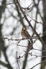 Thick-billed thrush sitting on a twig.