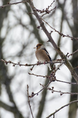 Thick-billed thrush sitting on a twig.