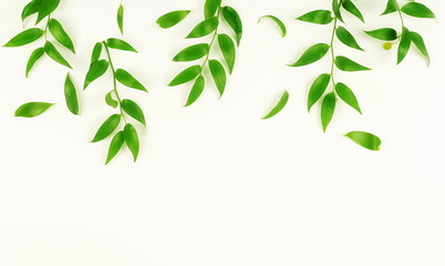 green branches on a white background.abstract. top view.copy space