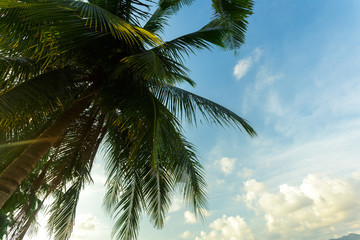 coconut palm tree on sky background