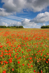 Blandford, Dorset, England