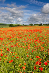Blandford, Dorset, England