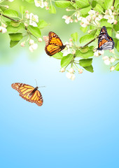 Flowers of apple and monarch butterflies