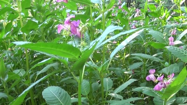 Impatiens glandulifera flower. Panorama with steadicam