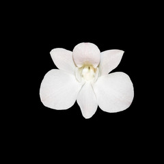 Fototapeta na wymiar White orchid flower isolated on black background 