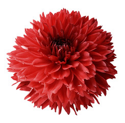 Red dahlia. Flower on a white  isolated background with clipping path.  For design.  Closeup.  Nature.