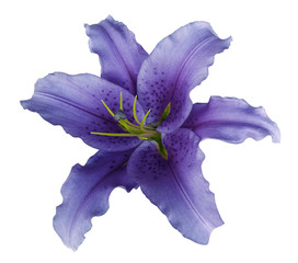 Violet lily  flower  on a white isolated background with clipping path  no shadows.  For design,...