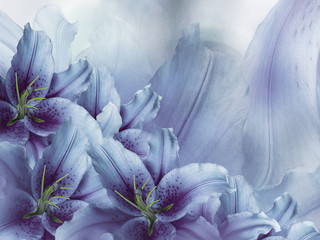 Obrazy na Szkle  Floral  blue-violet  beautiful background.  Flower composition  of lily flowers.  Close-up.    Nature.