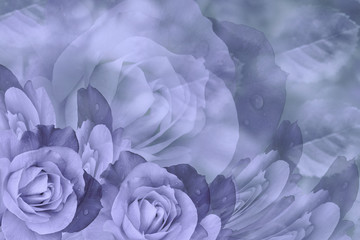 Floral   violet-blue beautiful background.  Flower composition  of  roses  flowers.  Close-up.  Nature.