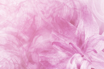 Floral  abstract light pink-white background.   Petals of a lily flower on a white-pink frosty background. Close-up. Flower collage for postcard.  Nature.