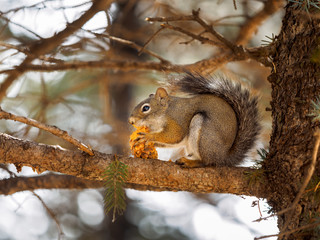 Obraz premium squirrel eating a pinecone