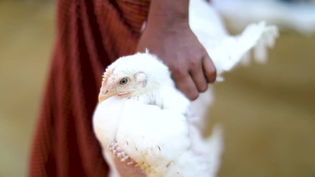 Close up of a chicken being held by a young refugee woman