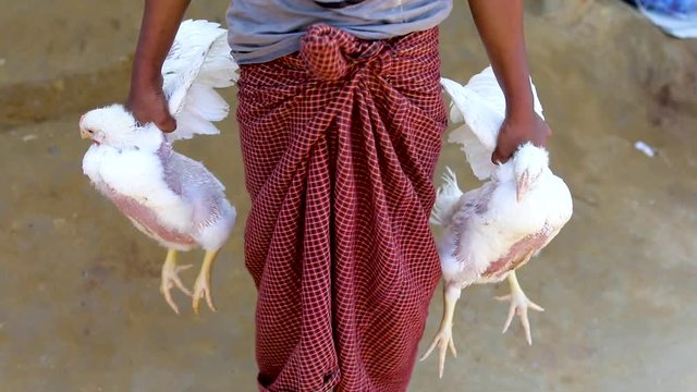 Young refugee woman holds a pair of chickens in a street in Bangladesh