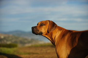 Obraz na płótnie Canvas Rhodesian Ridgeback dog outdoor portrait in nature