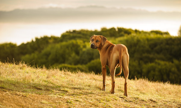 Rhodesian Ridgeback dog outdoor portrait standing on hillside overlooking water