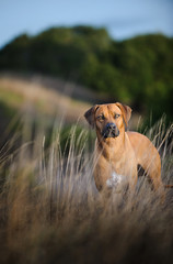 Rhodesian Ridgeback dog standing in field with long dry grass