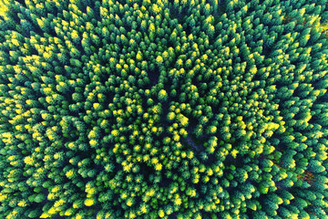 Aerial view of green forest