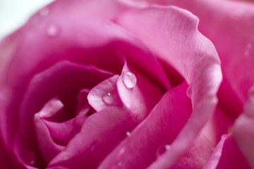 macro photography roses