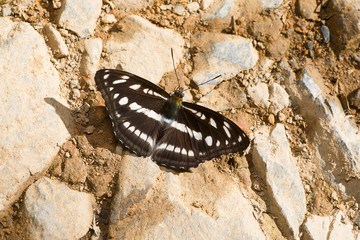 Himalayan Hill Sergeant butterfly, Athyma opalina orientalis, Satakha, Nagaland