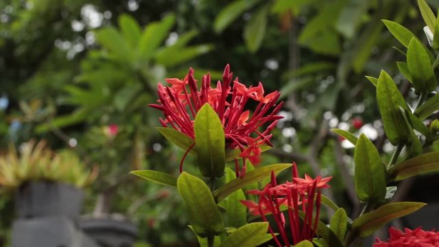 Close up of ixoria flower in the tropical garden. Bali island, Indonesia.
