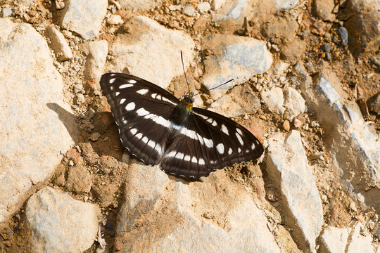 Himalayan Hill Sergeant butterfly, Athyma opalina orientalis, Satakha, Nagaland